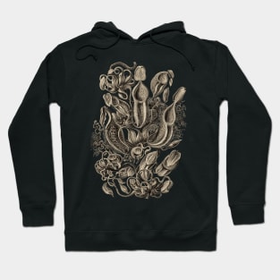 Ernst Haeckel  Pitcher Plant Wenge Hoodie